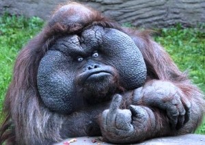 flip-off